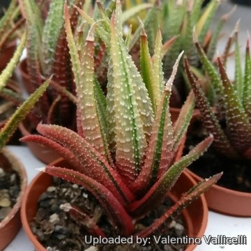 28092 valentino Valentino Vallicelli