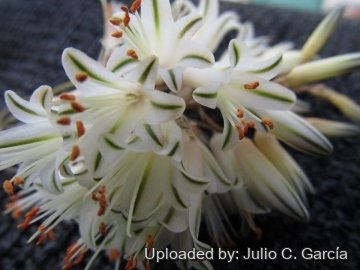 19935 julio Julio C. García 