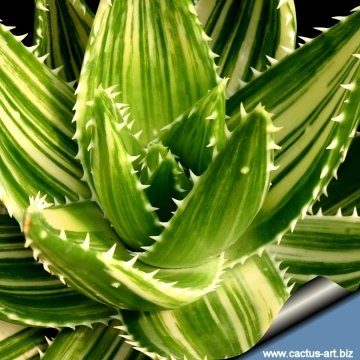 3175 cactus-art Cactus Art