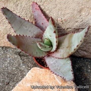 15367 valentino Valentino Vallicelli