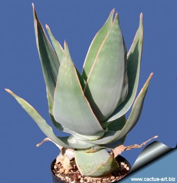 3215 cactus-art Cactus Art