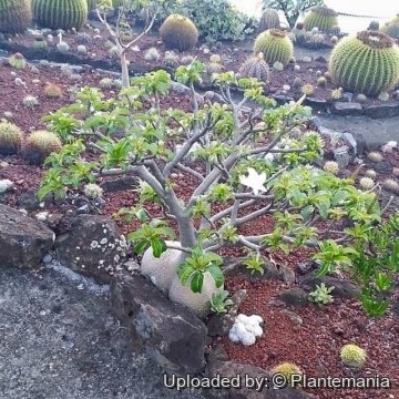 28505 plantemania © Plantemania