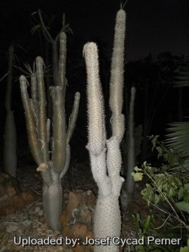 24979 josef Josef Cycad Perner