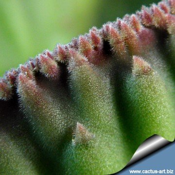 2493 cactus-art Cactus Art