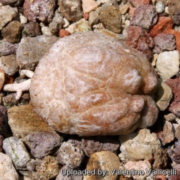 11061 valentino Valentino Vallicelli