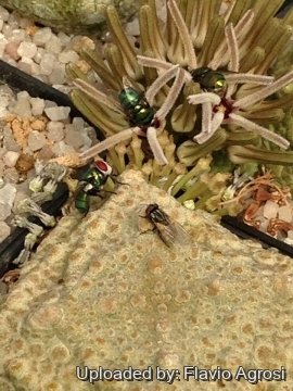 21706 flavio Flavio Agrosi