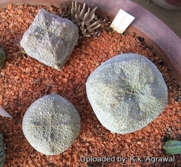 27140 agrawal K.k. Agrawal 