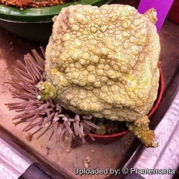 28463 plantemania © Plantemania