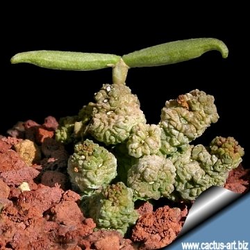 3747 cactus-art Cactus Art
