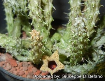 19020 giuseppe2 Giuseppe Distefano