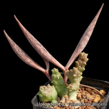 9381 valentino Valentino Vallicelli