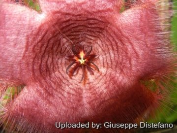 19071 giuseppe2 Giuseppe Distefano