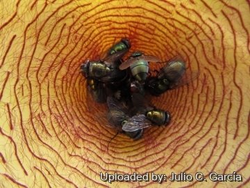 19947 julio Julio C. García 