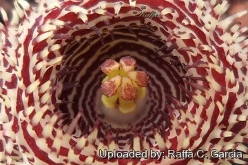 22649 raffa Raffa C. Garcia