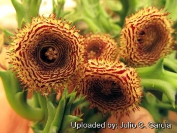 22651 julio Julio C. García 