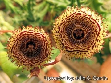 22652 julio Julio C. García 