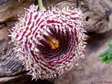 23196 luiza Luiza Ferreira