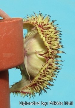 28953 frikkie Frikkie Hall