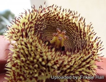 28955 frikkie Frikkie Hall