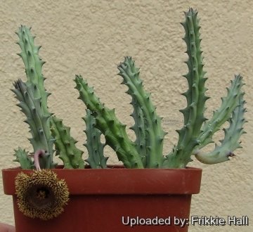 28956 frikkie Frikkie Hall