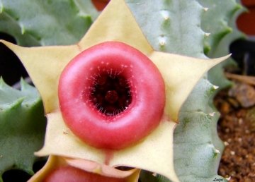 22915 luiza Luiza Ferreira