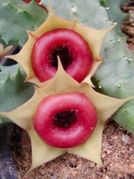 22916 luiza Luiza Ferreira