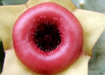 22917 luiza Luiza Ferreira