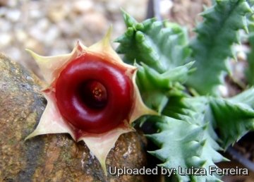 22960 luiza Luiza Ferreira