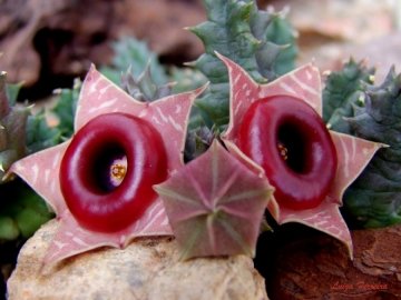 22988 luiza Luiza Ferreira