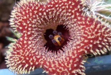 22582 raffa Raffa C. Garcia