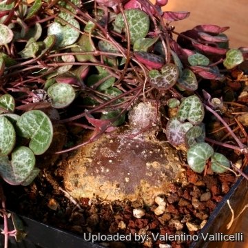 14924 valentino Valentino Vallicelli