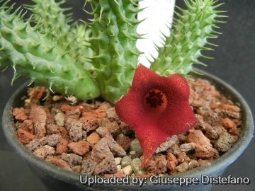 19056 giuseppe2 Giuseppe Distefano