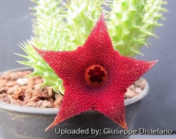 19644 giuseppe2 Giuseppe Distefano