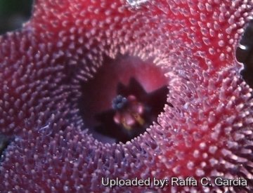 22669 raffa Raffa C. Garcia