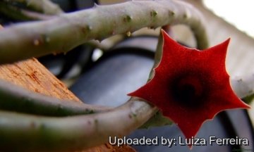 23075 luiza Luiza Ferreira