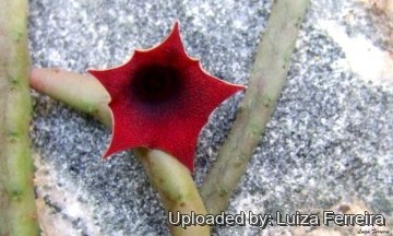 23076 luiza Luiza Ferreira