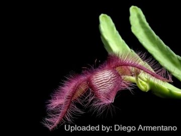 26398 diegoe Diego Armentano