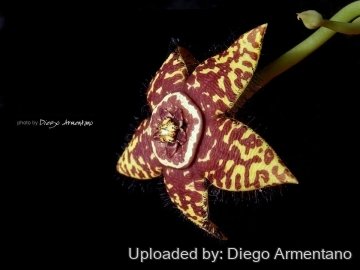 26454 diegoe Diego Armentano