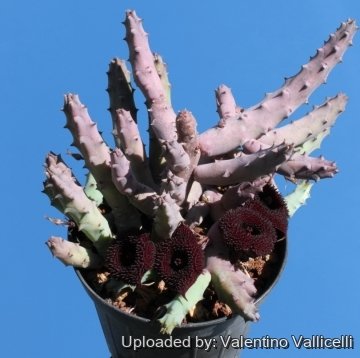 22890 valentino Valentino Vallicelli