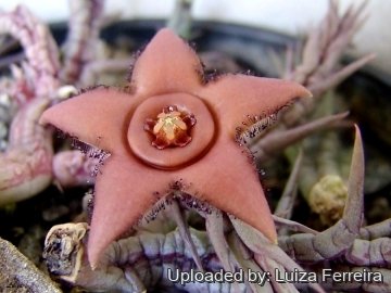 22906 luiza Luiza Ferreira