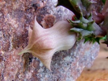 23074 luiza Luiza Ferreira