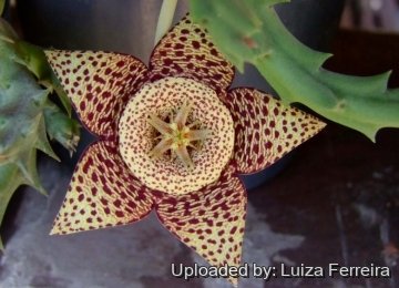 22850 luiza Luiza Ferreira