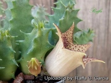 26310 raffa Raffa C. Garcia