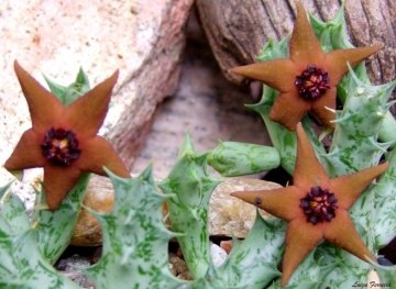 23150 luiza Luiza Ferreira