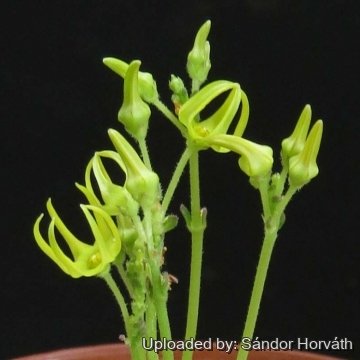 25982 kissanya Sándor Horváth