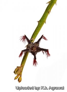 30767 agrawal K.k. Agrawal 