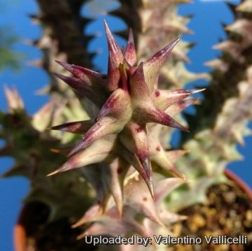 27559 valentino Valentino Vallicelli