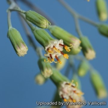 17224 valentino Valentino Vallicelli