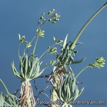 17227 valentino Valentino Vallicelli