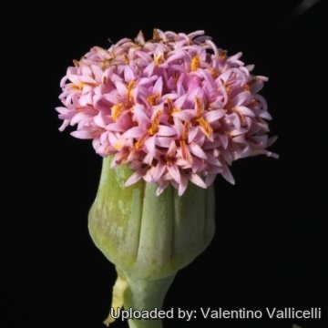 15335 valentino Valentino Vallicelli